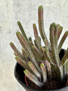 You added Mini Crassula to your cart.